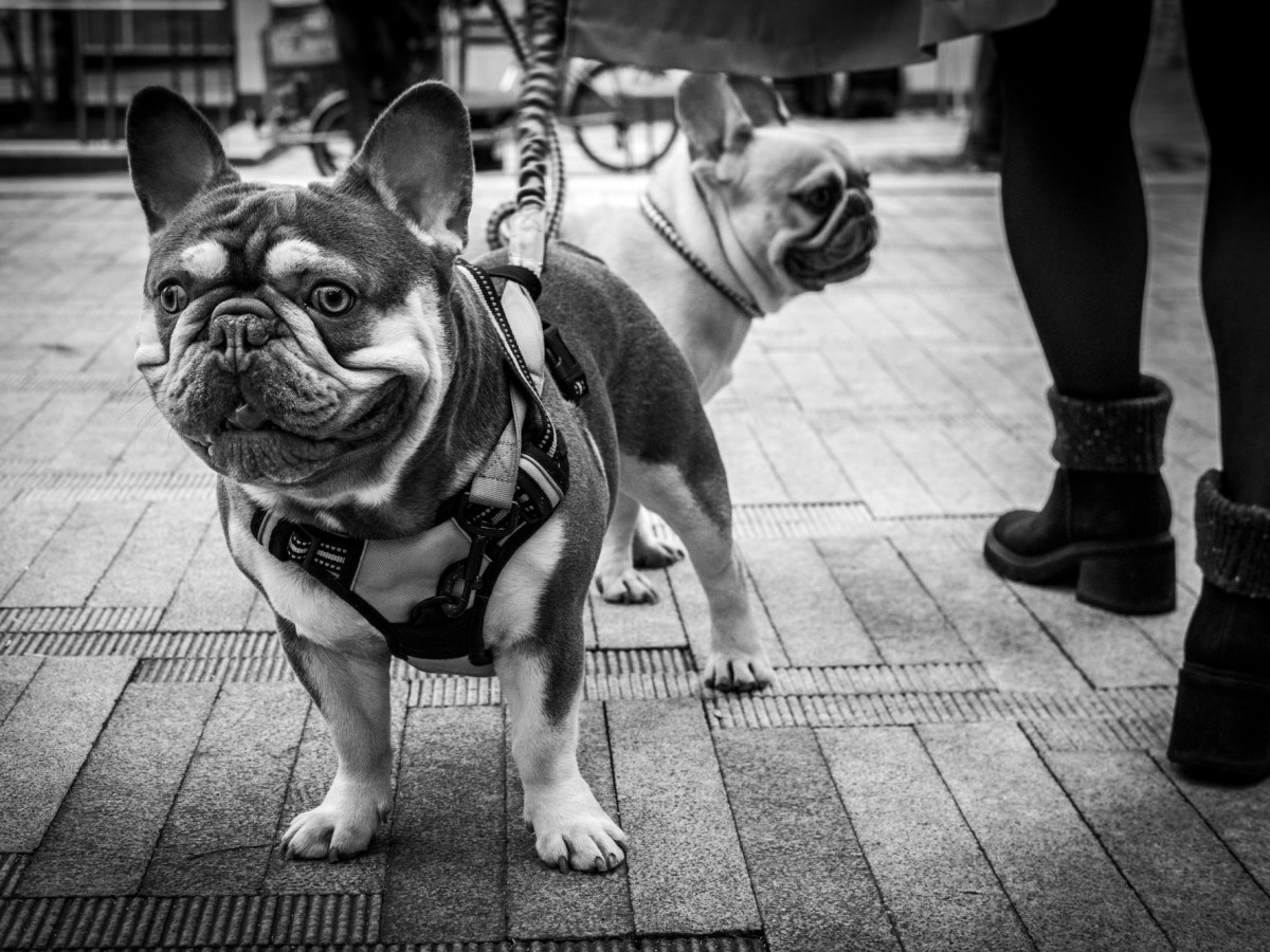 Pugs
